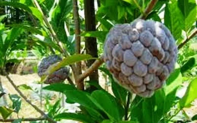 Manfaat Buah Srikaya Mampu Mencegah Penyakit Diabetes Sampai Kesehatan Kulit
