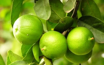 Inilah 7 Manfaat Jeruk Nipis Bagi Kesehatan