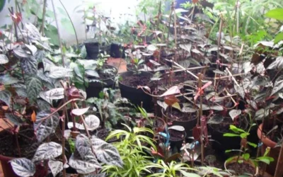 Manfaat Tanaman Hias Sirih Merah Yang Menakjubkan