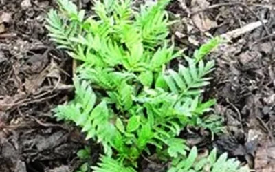 Tidur Nyenyak Dengan KI SAAT (Valeriana Officinalis)