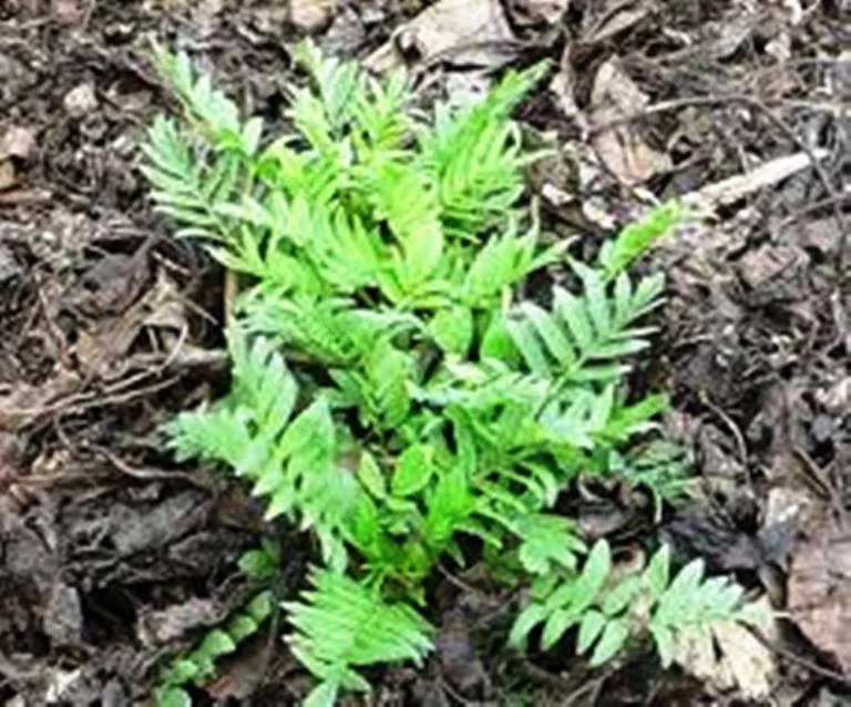 Tidur Nyenyak Dengan KI SAAT (Valeriana Officinalis)