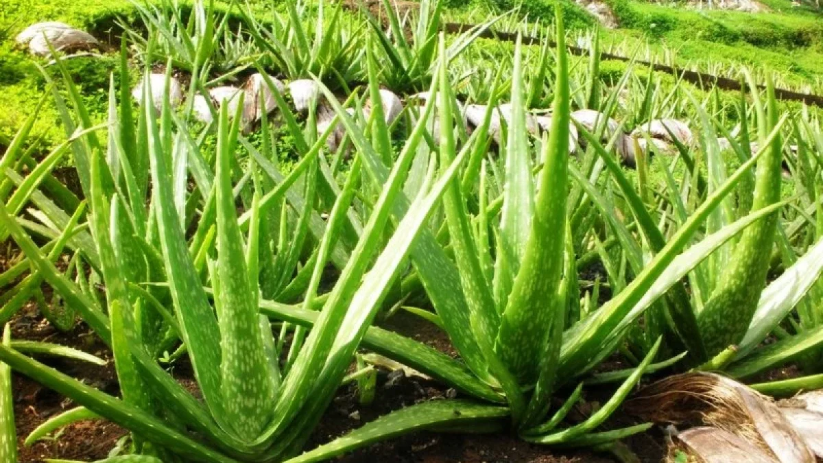 Manfaat Tanaman Lidah Buaya (Aloe Vera) Untuk Kesehatan dan Kecantikan