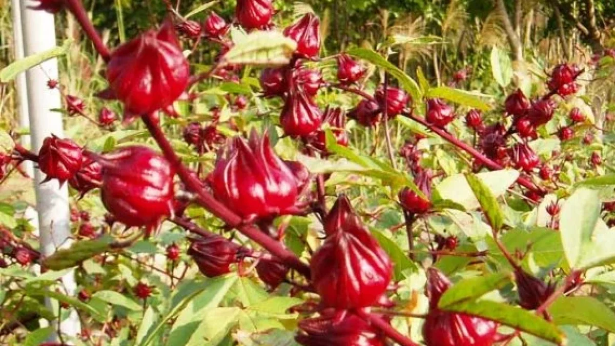 Inilah 5 Manfaat Bunga Rosela Untuk Kesehatan Tubuh