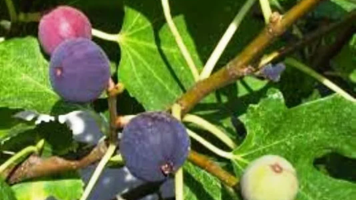 Inilah Manfaat Buah Tin Untuk Kesehatan