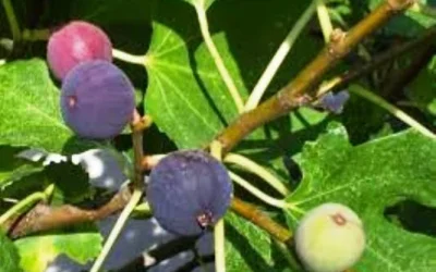Inilah Manfaat Buah Tin Untuk Kesehatan
