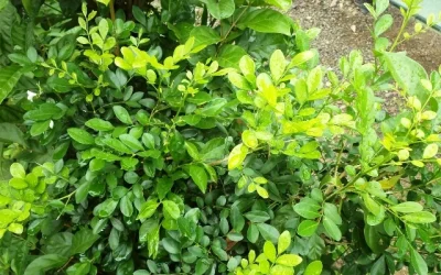 Manfaat dan Khasiat Tanaman Kemuning (Murraya Paniculata) Untuk Menyembuhkan Penyakit