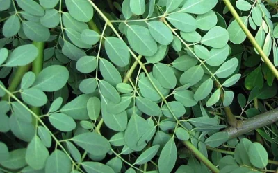 Inilah Manfaat Daun Kelor (Moringa Oleifera) Untuk Kesehatan