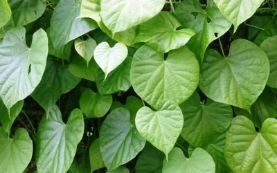Khasiat Daun Sembukan Mampu Mengobati Perut Kembung Dan Mata Bengkak