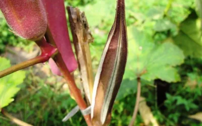 Inilah Manfaat Okra Merah Bagi Kesehatan