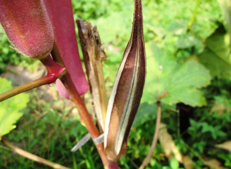 Inilah Manfaat Okra Merah Bagi Kesehatan