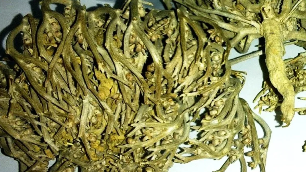 Manfaat Rumput Fatimah (Labisa Pumila) Bagi Kesehatan Yang Luar Biasa