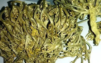 Manfaat Rumput Fatimah (Labisa Pumila) Bagi Kesehatan Yang Luar Biasa