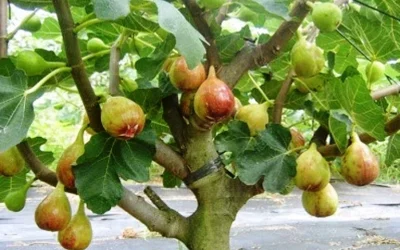 Manfaat Daun Tin Bagi Kesehatan Tubuh Kita
