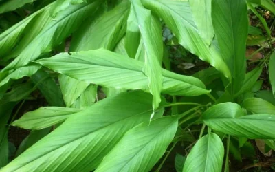 10 Jenis Tanaman Obat Beserta Manfaatnya