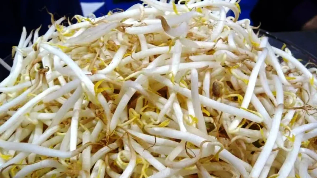 Manfaat Sayur Tauge untuk kesuburan pria dan wanita