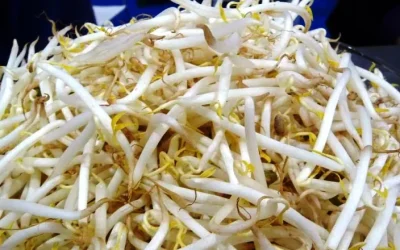Manfaat Sayur Tauge untuk kesuburan pria dan wanita