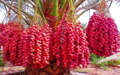 Daftar Makanan Penguat Kandungan Lemah
