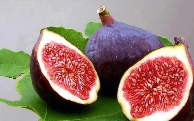 Manfaat Buah Tin Si’Buah Dari Surga” Bagi Kesehatan Yang Wajib Anda Ketahui