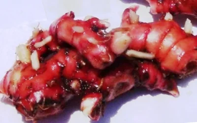 Manfaat Jahe Merah Mampu Mengatasi Rematik Dan Baik Untuk Diet