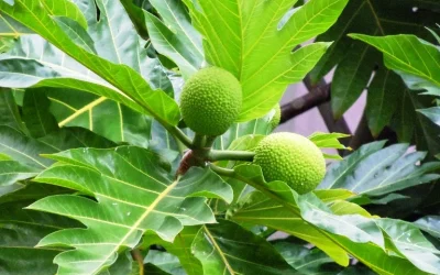 Mengobati Penyakit Jantung Dengan Ramuan Tradisional Alami