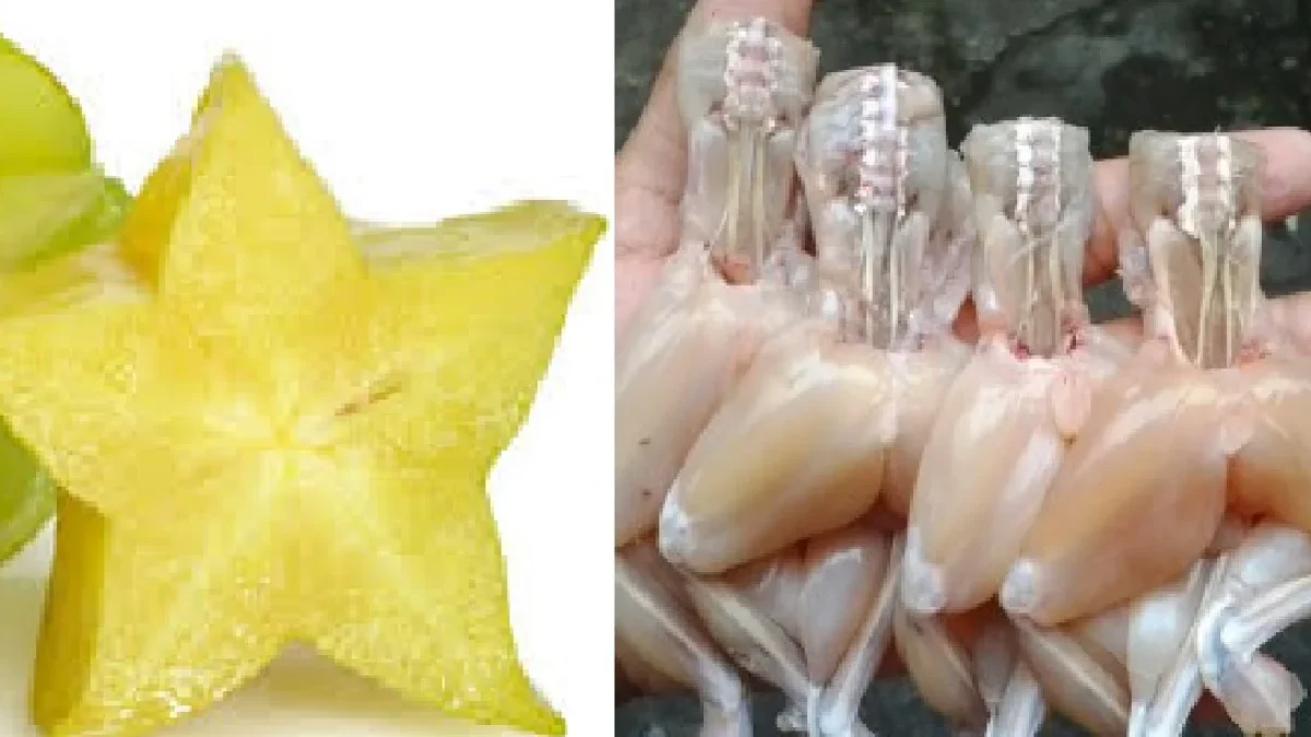 Daftar Makanan Paling Berbahaya di Dunia, Blimbing Hingga Kodok