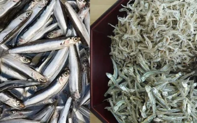 Ikan Teri dan Kandungan yang Ada di Dalamnya, Ternyata Tidak Sebanding