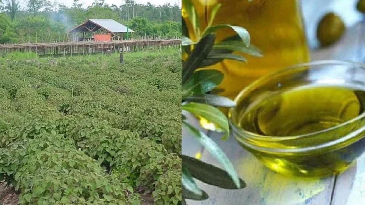 Manfaat Penting Minyak Nilam: Melawan Depresi Hingga Demam