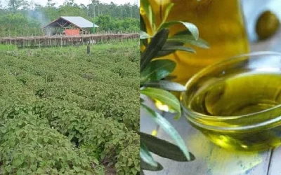 Manfaat Penting Minyak Nilam: Melawan Depresi Hingga Demam