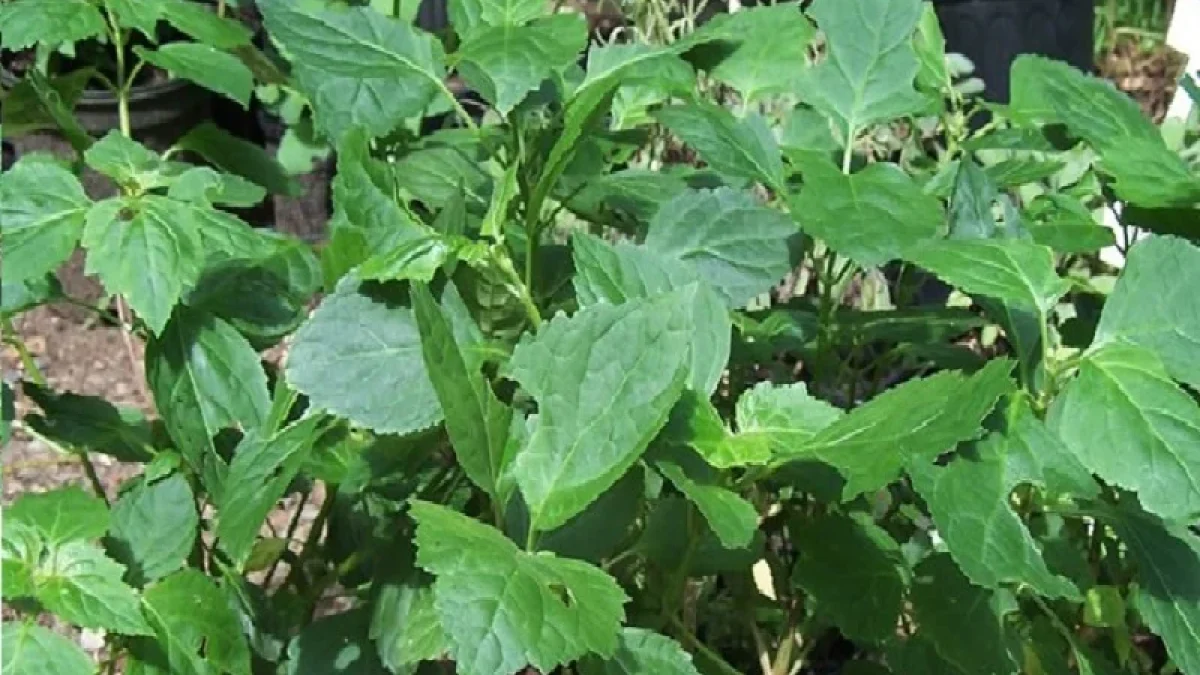 Minyak Nilam: Sejarah dan Prospek Ekonomi, Patchouli Oil yang Dilupakan
