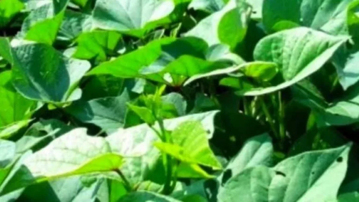 Tingkatkan Kecerdasan Anak Dengan Mengkonsumsi Jus Daun Ubi Jalar