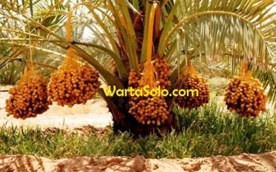 Harga Kurma Lulu Lebaran Tahun Ini