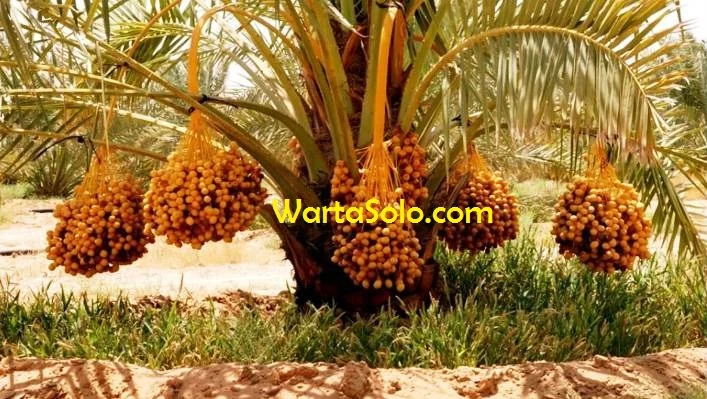 Harga Kurma Lulu Lebaran Tahun Ini