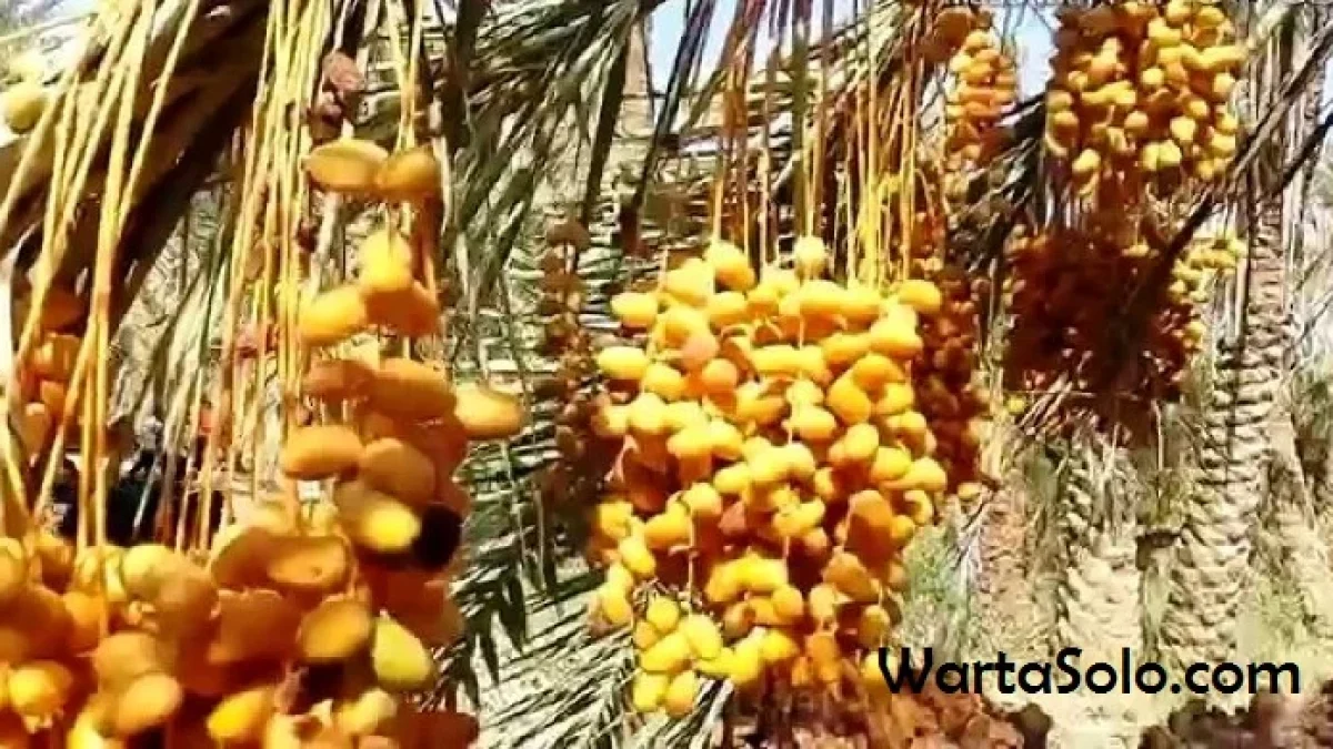 Harga Kurma Nagal Lebaran Tahun Ini