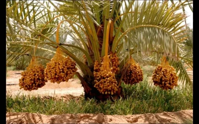 Harga Kurma Palm Fruit Terbaru Menjelang Lebaran Nikmat Dan Berkah