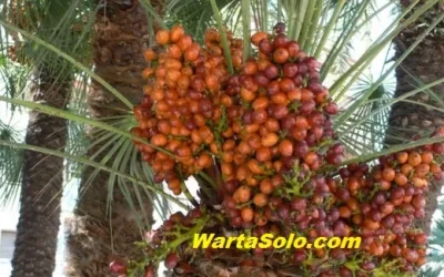 Daftar Harga Kurma Terbaru Lebaran Tahun Ini