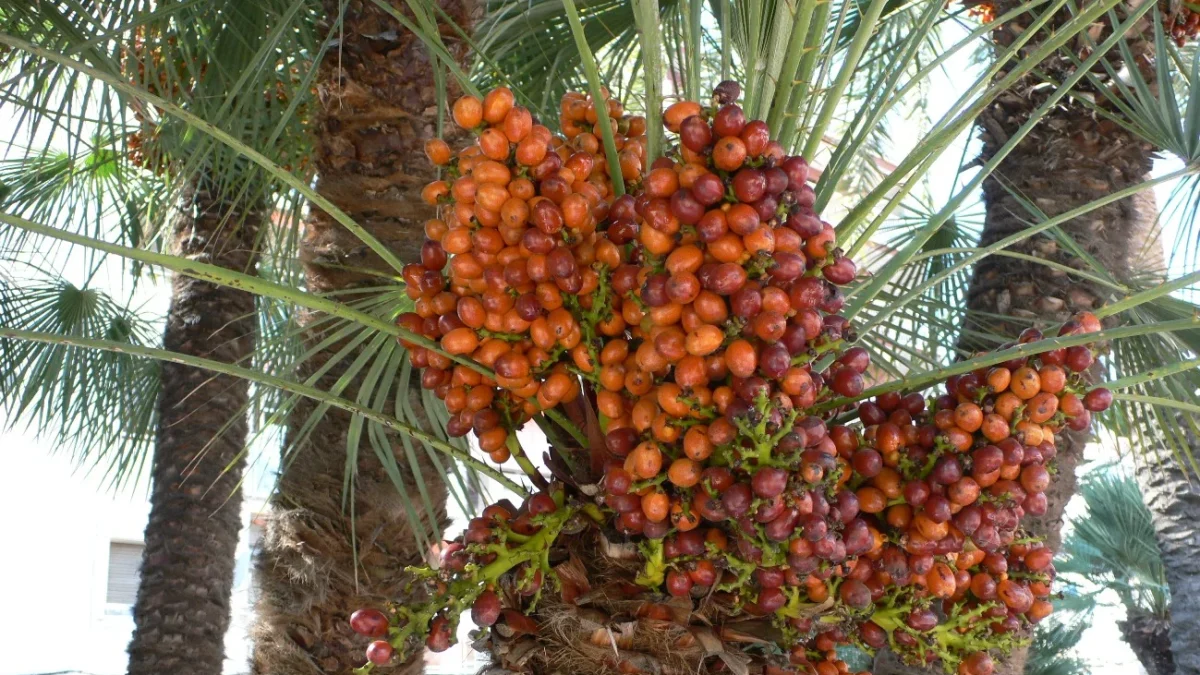 Harga Kurma Lebaran Termurah, Golden Valley Dan Palm Fruit Paling Dicari