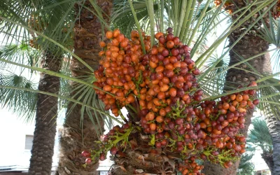 Harga Kurma Lebaran Termurah, Golden Valley Dan Palm Fruit Paling Dicari