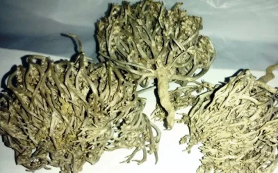 Khasiat Rumput Fatima Bagi Perempuan