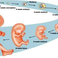 Informasi tentang Perkembangan Janin 6 Bulan dari 