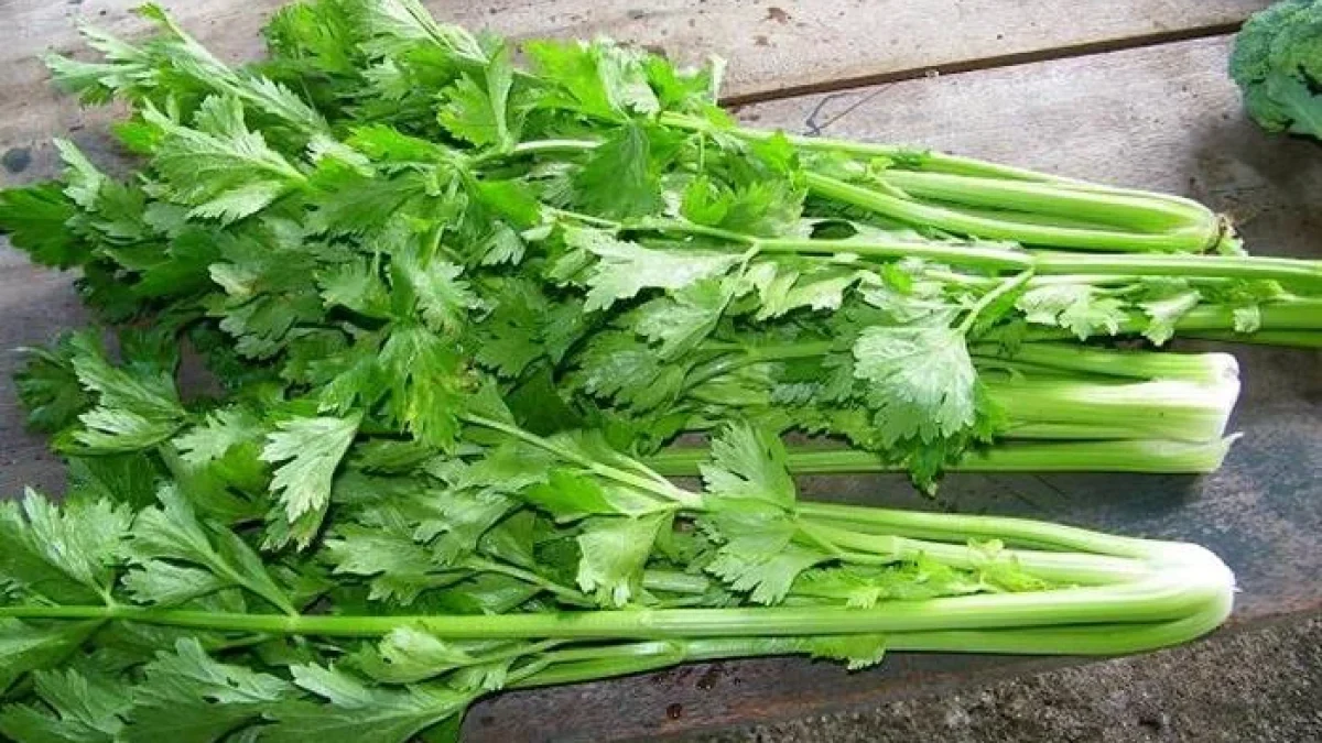 10 Macam Daun-daunan Herbal Beserta Manfaatnya Untuk Kesehatan