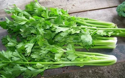 10 Macam Daun-daunan Herbal Beserta Manfaatnya Untuk Kesehatan