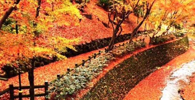 KATA-KATA MENYAMBUT BULAN KELAHIRAN AGUSTUS 2017: Kalimat 