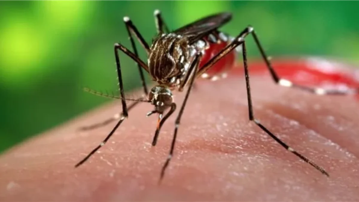 Penyakit Chikungunya Sebabkan Pembengkakan Pada Persendian
