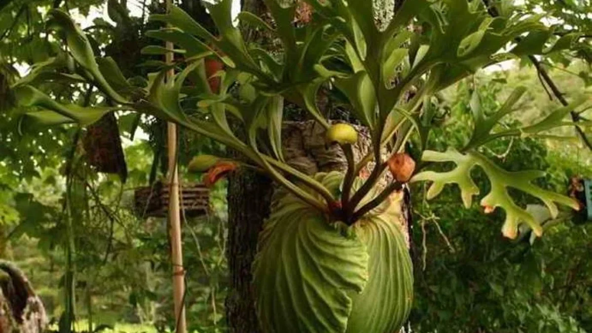 Tanduk Rusa Mampu Turunkan Demam Pada Anak Maupun Orang Dewasa