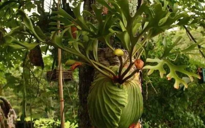 Tanduk Rusa Mampu Turunkan Demam Pada Anak Maupun Orang Dewasa
