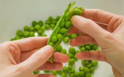 Daftar Makanan Untuk Memperbanyak ASI