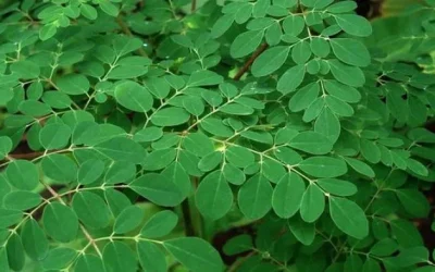 Manfaat Daun Kelor Yang Mulai Terlupakan