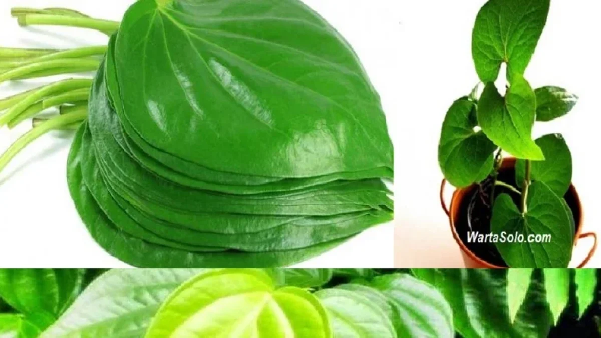 3 Manfaat Daun Sirih untuk Kecantikan, Khasiat Tanaman Obat yang Sering Dilupakan