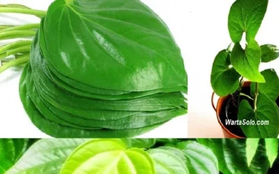 3 Manfaat Daun Sirih untuk Kecantikan, Khasiat Tanaman Obat yang Sering Dilupakan