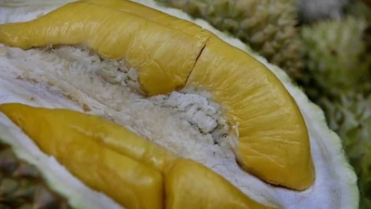 Cara Memilih Durian Yang Manis dan Berdaging Tebal